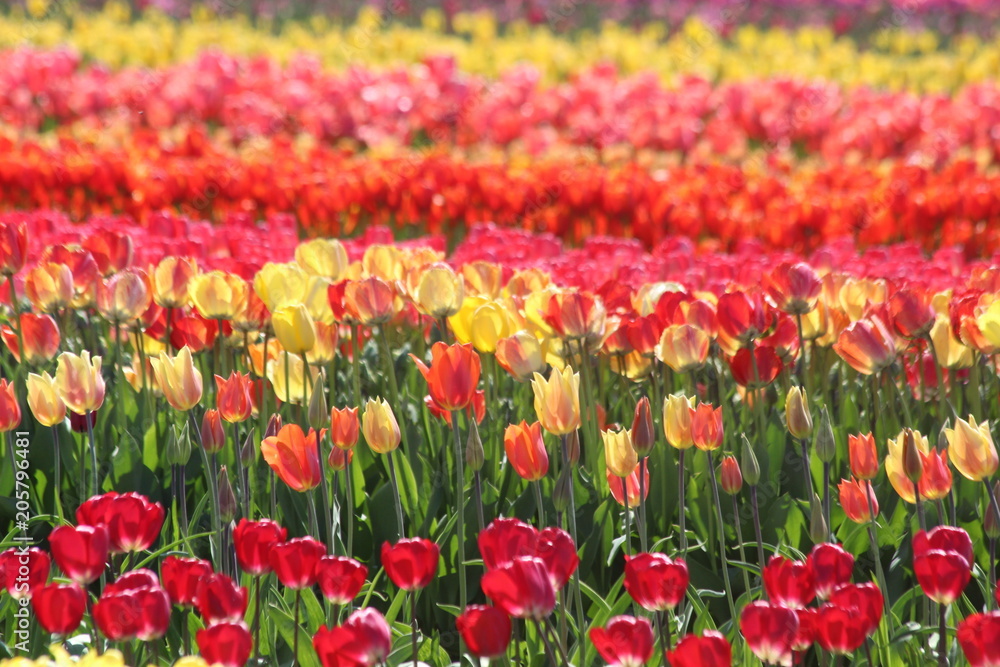 Tulip Time Tulip Time