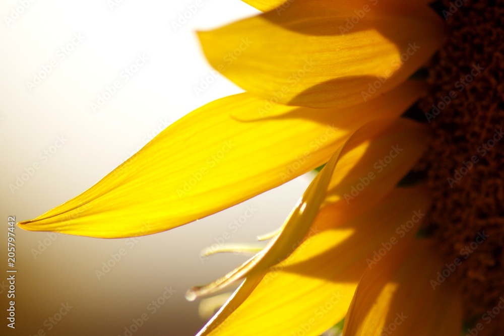 Obraz premium Girasol en verano