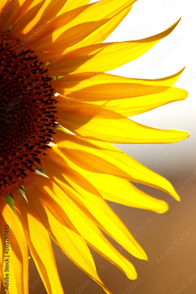 Fototapeta premium Girasol en verano