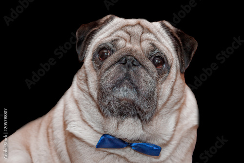 Sad dog pug on the black background © KsPhoto