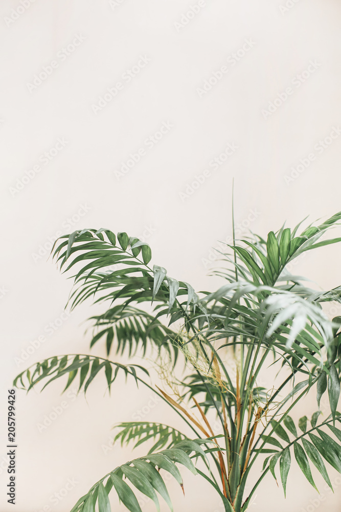 Tropical palm leaves on pale pastel beige background. Minimal lifestyle concept.