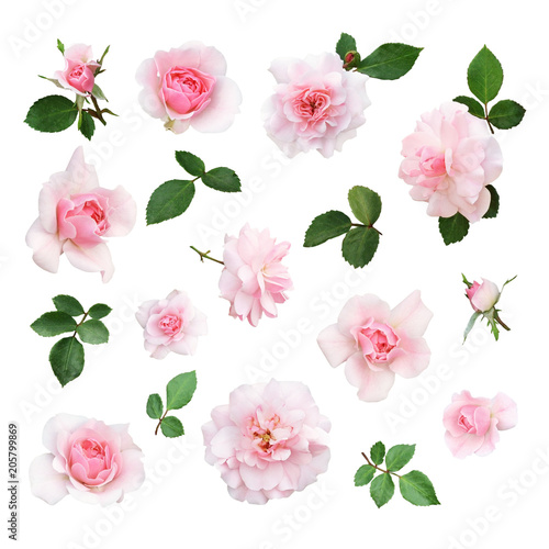 Set of pink rose flower and...