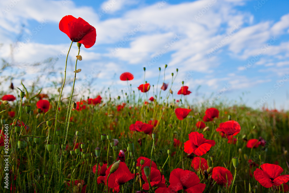 Fototapeta premium Pole maku