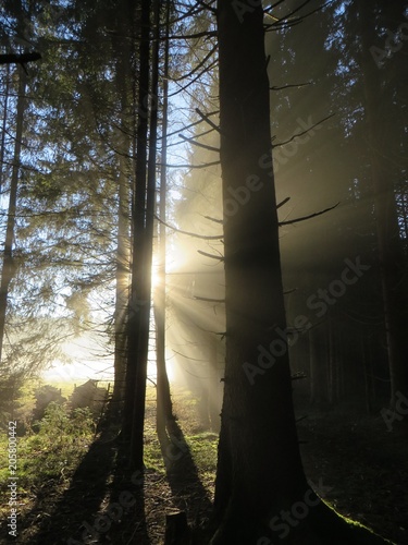 Wald im Nebel