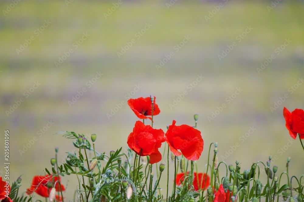 Obraz premium Papaveri