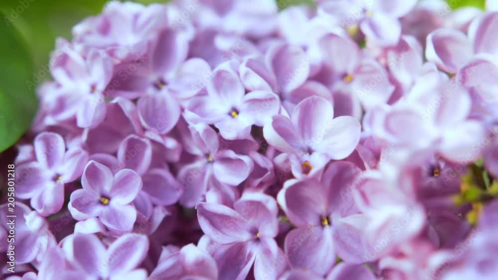 Blooming lilac flower close-up. Camera moving along the beauty fragrant tiny lilac flowers with a shallow depth of field Blooming lilac flower close-up. Camera moving along the beauty fragrant tiny lilac flowers with a shallow depth of field
