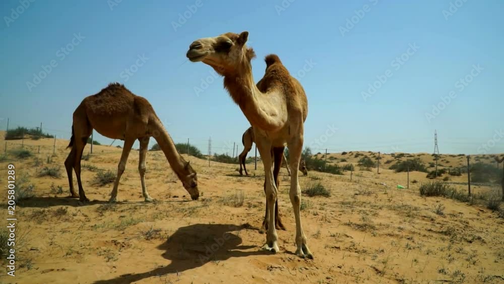 The camel comes close to the camera, looks defiantly and runs away. Place near the road through the desert in the UAE. The camel comes close to the camera, looks defiantly and runs away. Place near the road through the desert in the UAE.