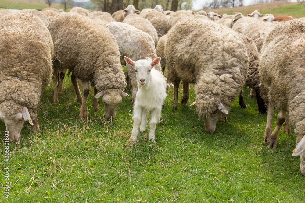 Sheep and goats graze on green grass in spring Sheep and goats graze on green grass in spring