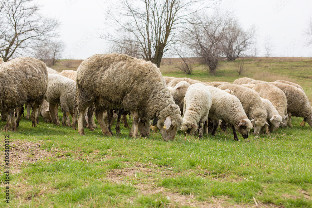 Sheep and goats graze on green grass in spring Sheep and goats graze on green grass in spring