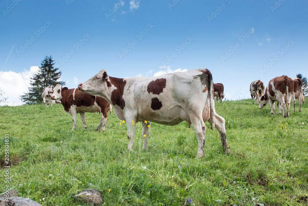 Troupeau de vaches montbéliardes Troupeau de vaches montbéliardes