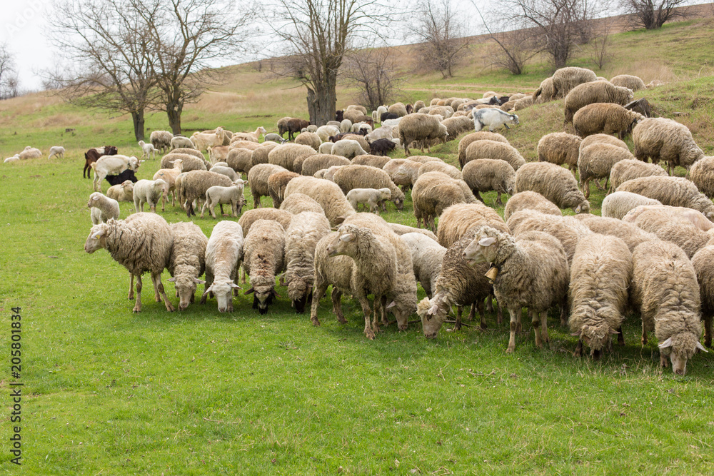 Obraz premium Sheep and goats graze on green grass in spring 