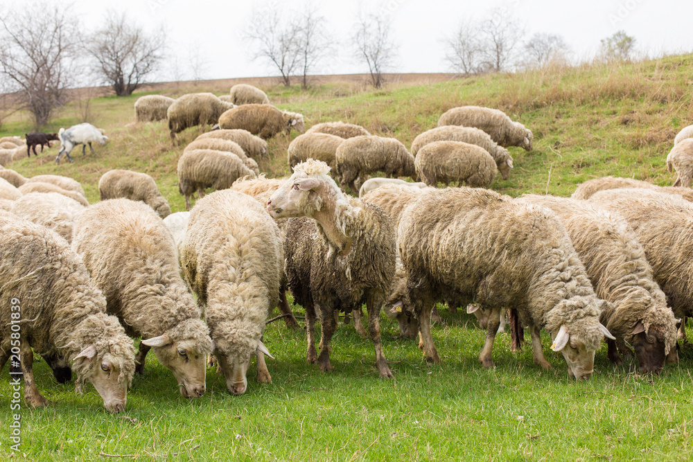 Sheep and goats graze on green grass in spring	