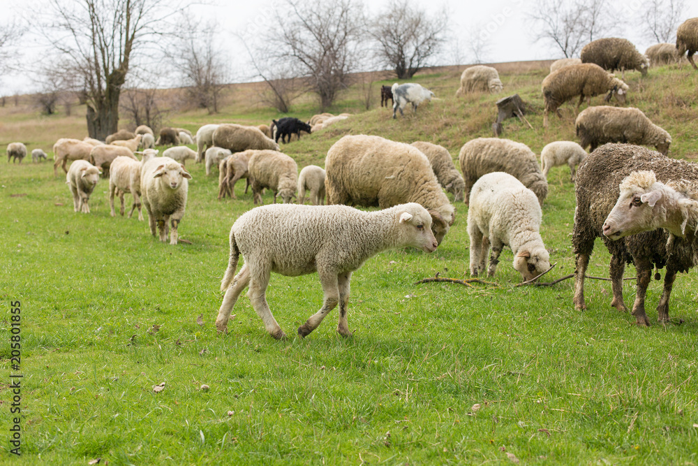 Sheep and goats graze on green grass in spring	