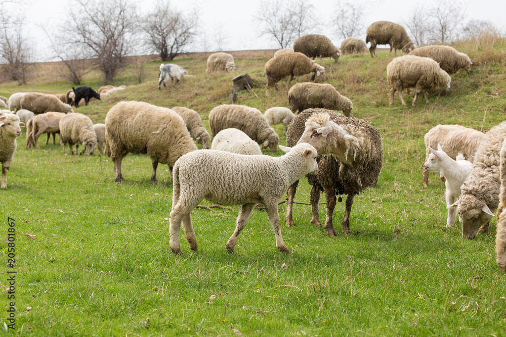 Sheep and goats graze on green grass in spring	