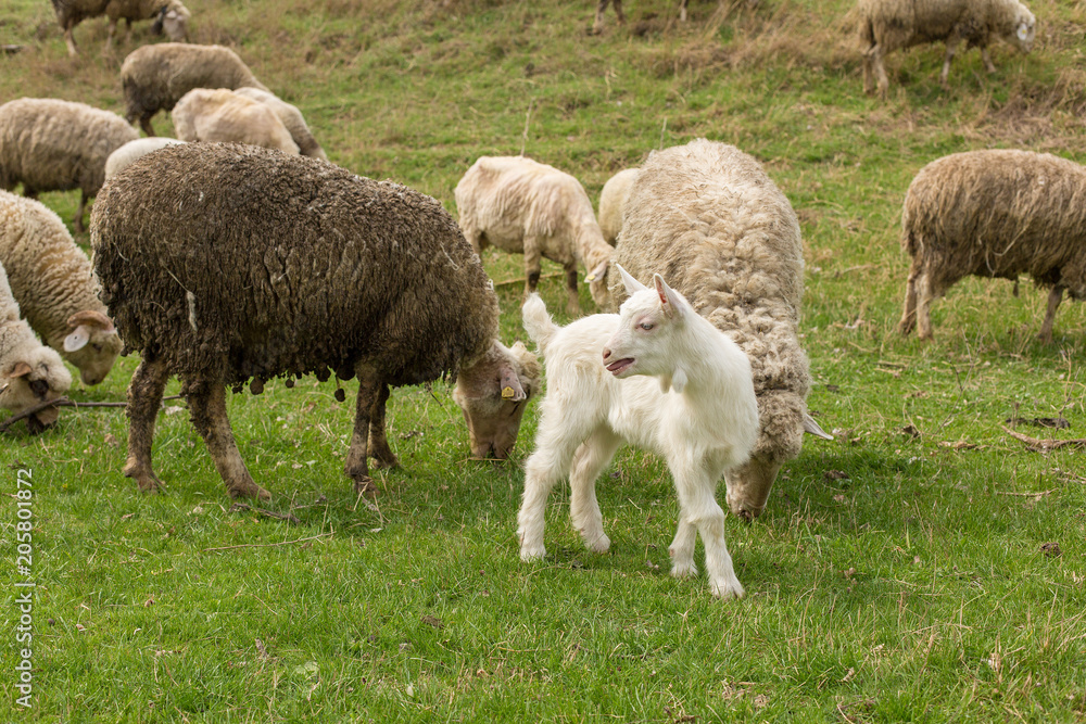 Sheep and goats graze on green grass in spring Sheep and goats graze on green grass in spring