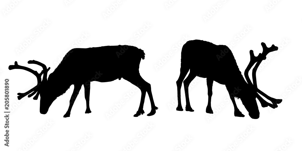 Vector set of grazing reindeer silhouettes with horns. Vector set of grazing reindeer silhouettes with horns.