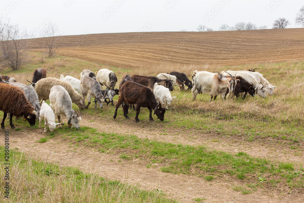 Obraz premium Sheep and goats graze on green grass in spring 