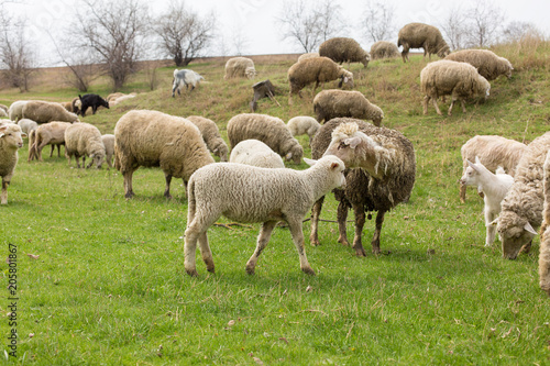 Sheep and goats graze on green grass in spring 