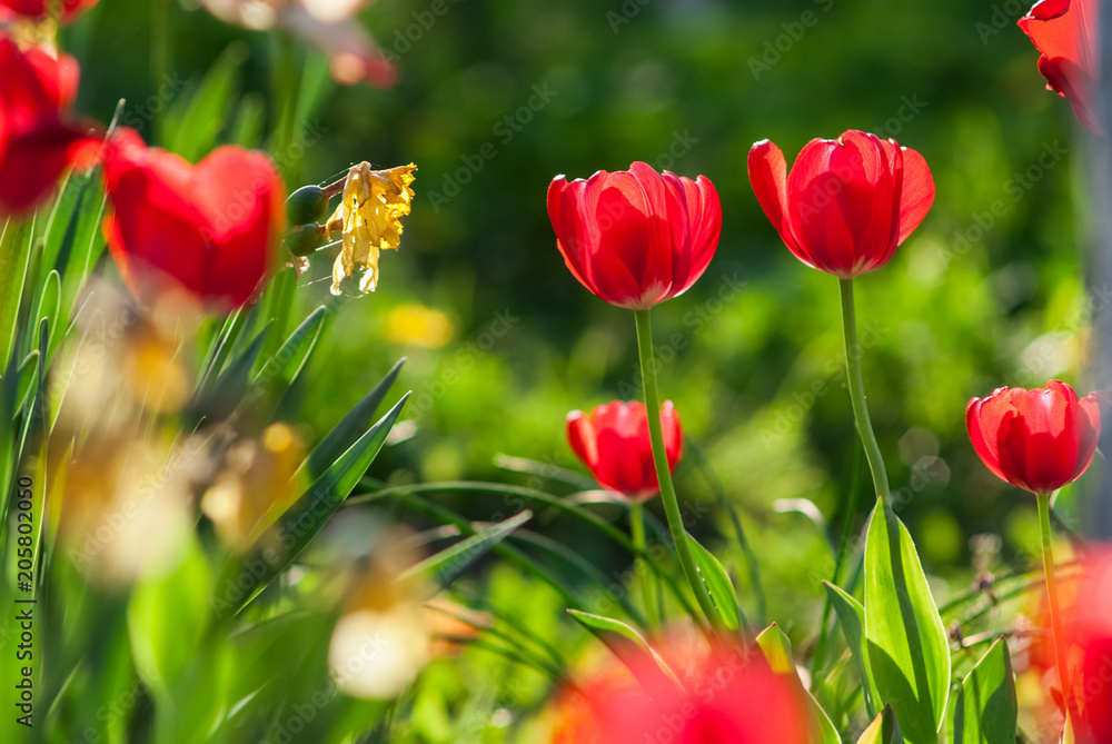 Fototapeta premium Beautiful red Tulips, Darwin Hybrid red Tulips in a flowerbed