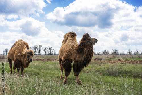 two camel walking and feeding in a green field of grass in early summer in Russia