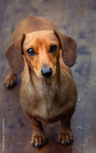 Dachshund Dog Summer Garden