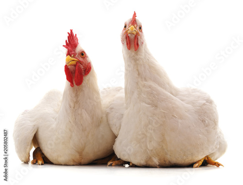 Cock and hen.