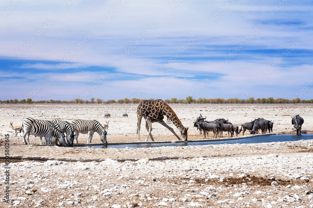 Fototapeta premium Zebry, żyrafy i gnu w basenie wodnym w parku Etosha. Etosha to park narodowy w północno-zachodniej Namibii
