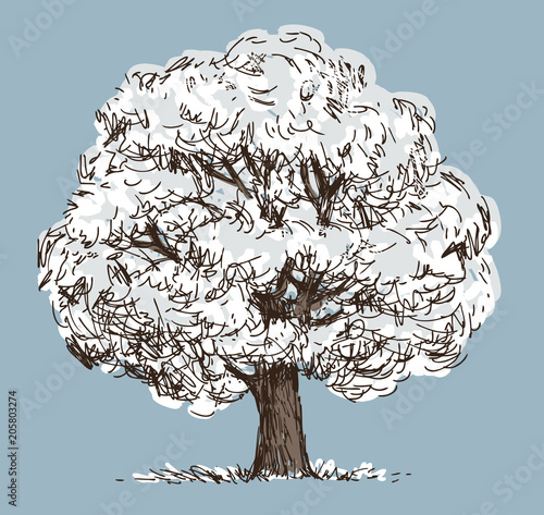 A deciduous tree in a snowy frosty winter
