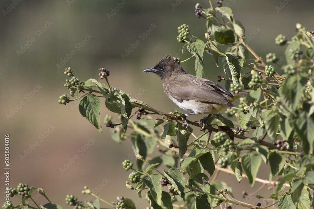 Common bulbul which sits on a branch in the crown of a bush at the edge of the forest Common bulbul which sits on a branch in the crown of a bush at the edge of the forest