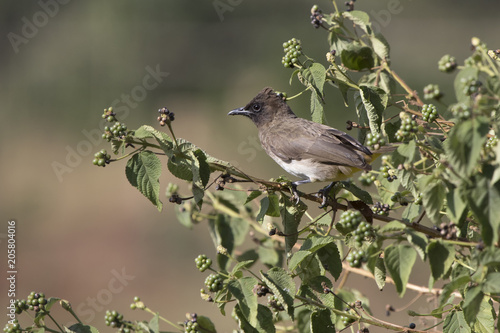 Common bulbul which sits on a branch in the crown of a bush at the edge of the forest