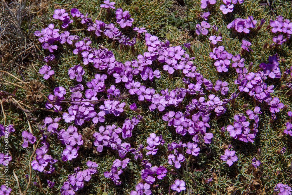 Fototapeta premium endemic wild mountain fowers in Ida Mountain ( in Turkish: Kazdagi, meaning Goose Mountain), Turkey.