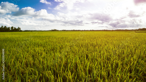Rice Field Landscape  Paddy Field Landscape
