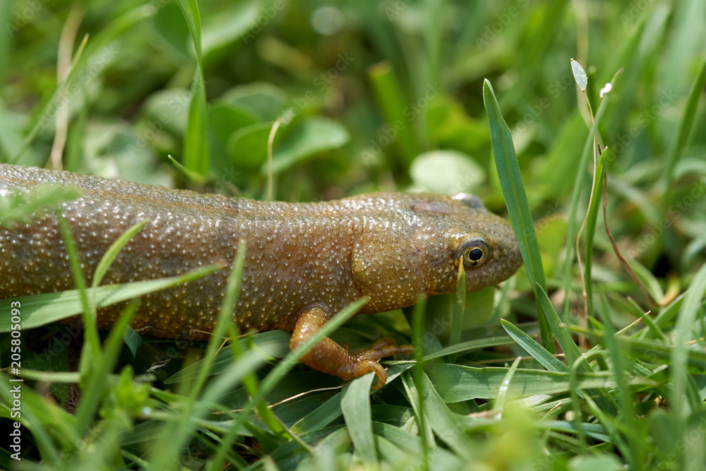 Brown water salamander Brown water salamander