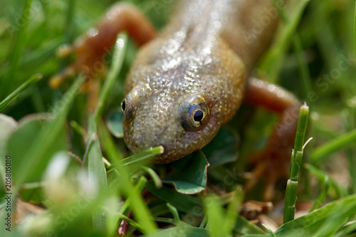Brown water salamander © Xalanx