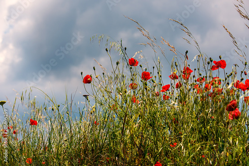 Red poppy flowers