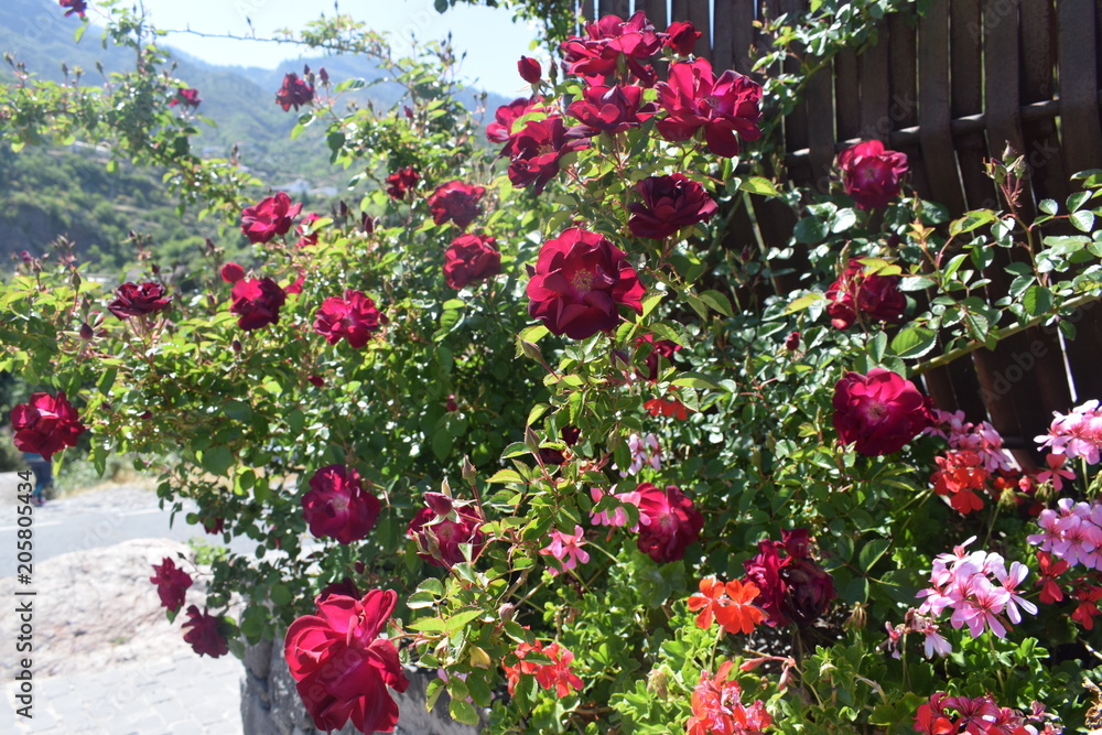conjunto de rosas, en un dia de primavera