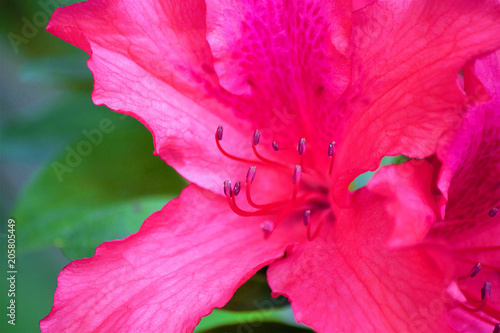 Hello Spring. Azalea (Latin Azalea), one of the most beautiful species of flowering plants of the genus Rhododendron (Rhododendron). Close-up.