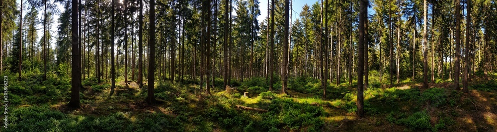 Fototapeta panorama of a forest with trees