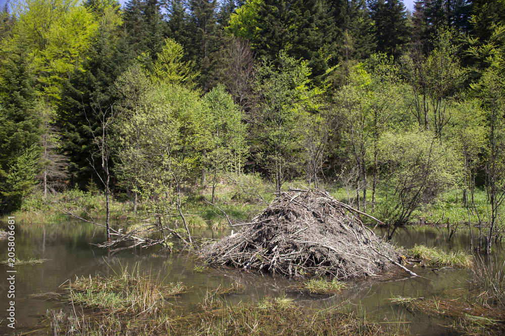 Fototapeta Typowa loża bobrów położona na leśnych terenach podmokłych