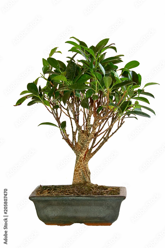 houseplant on a white background houseplant on a white background