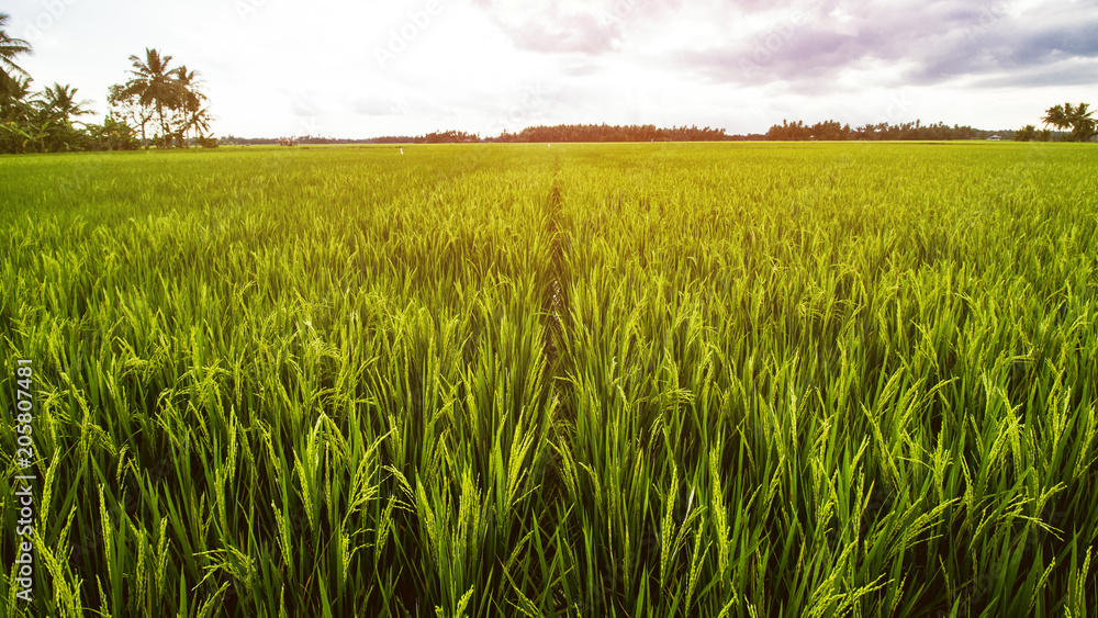 Rice Field Landscape, Paddy Field Landscape Rice Field Landscape, Paddy Field Landscape