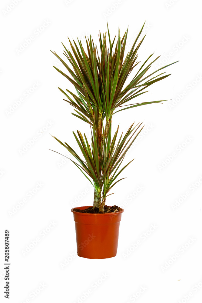 houseplant on a white background houseplant on a white background