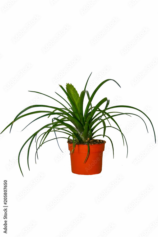 Fototapeta premium houseplant on a white background