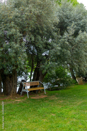 Olive trees as decoration in public park © asafaric