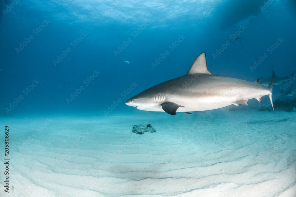 Fototapeta premium Caribbean reef shark