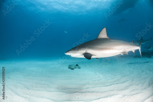 Caribbean reef shark