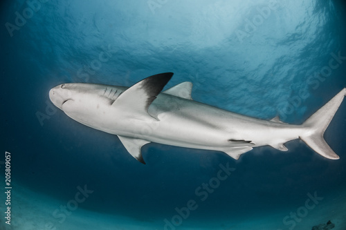 Caribbean reef shark