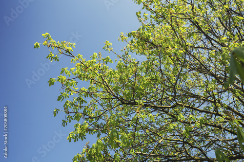 Chestnut Tree Branch on Blue Sky