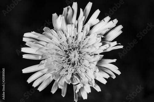 Fototapeta Naklejka Na Ścianę i Meble -  Fresh Dandelion Flower in Black Background