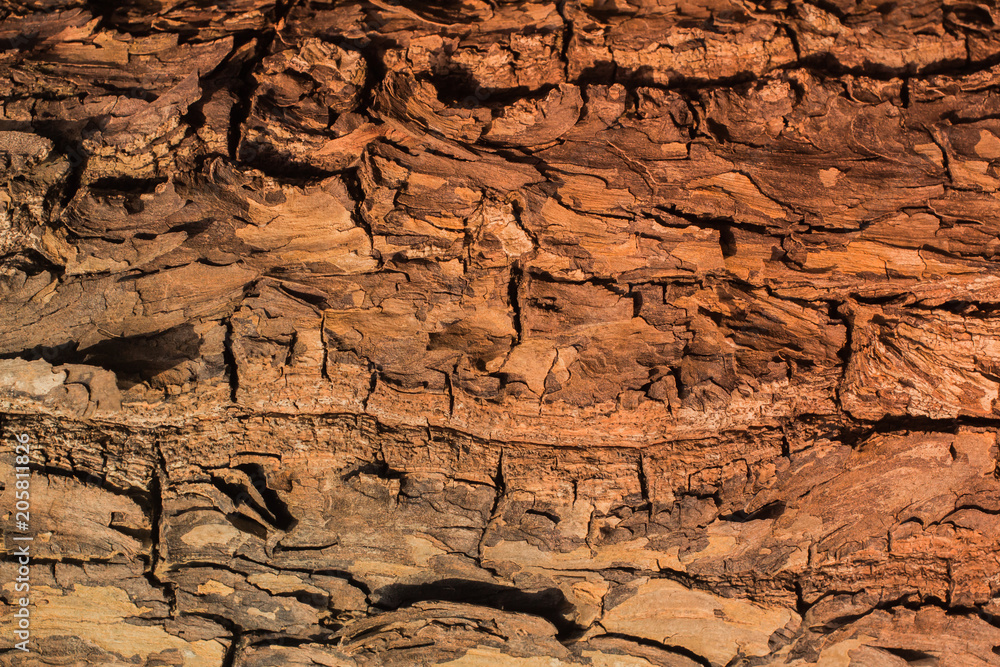 Obraz premium Bark Tree background from Phuket Thailand beach